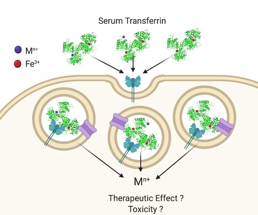 Figure 1. Serum Transferrin regulates the therapeutic effects and toxicity of nonferric metals. (Benjamín-Rivera J A, et al., 2020)