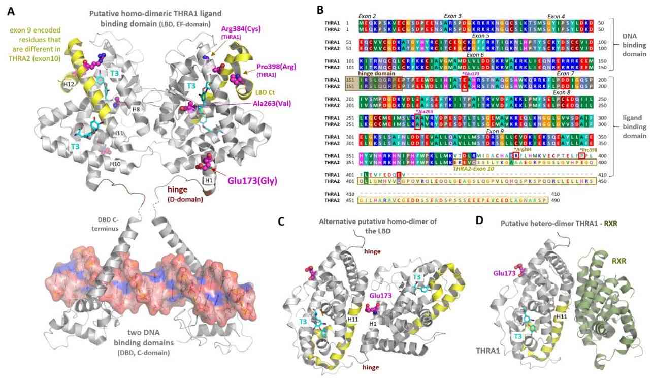 Structural implications for THRA position Glu173. (Paisdzior, S., et al. 2021)