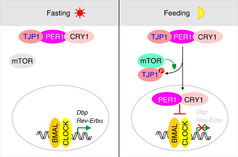 Figure 1. TJP1 couples mTOR signaling to the hepatic circadian clock. (Liu Y, et al., 2020)