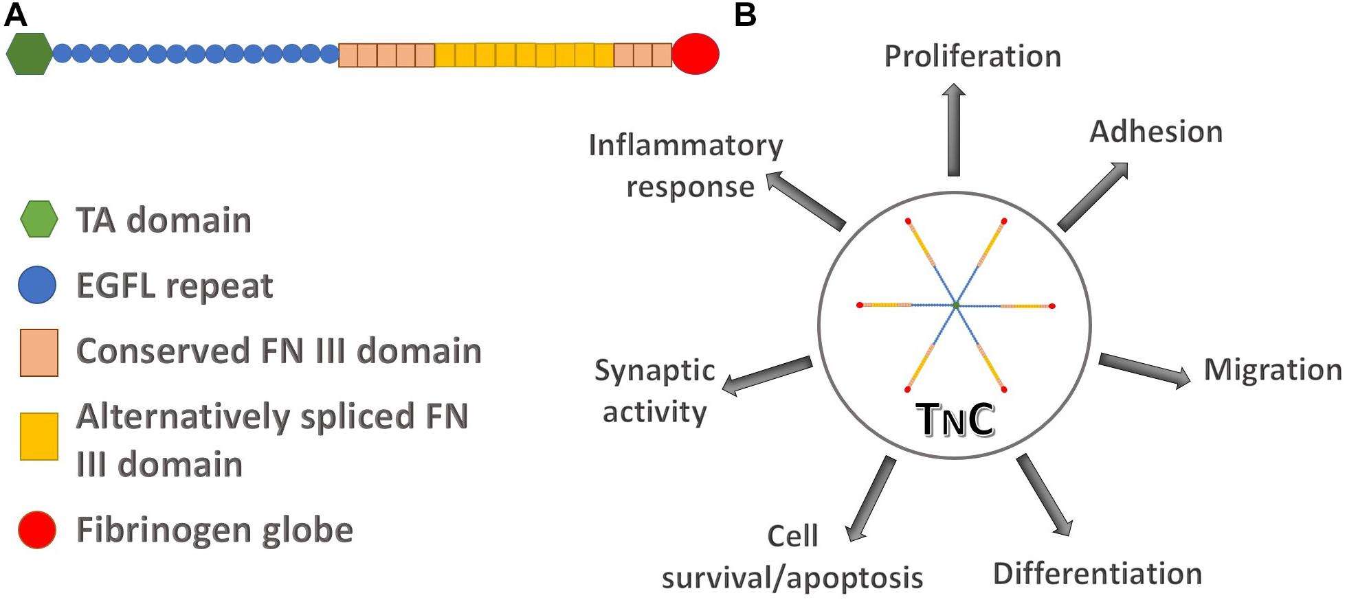 The structure of human tenascin C and its involvement in different regulatory pathways. (Tucić, M., et al. 2021)