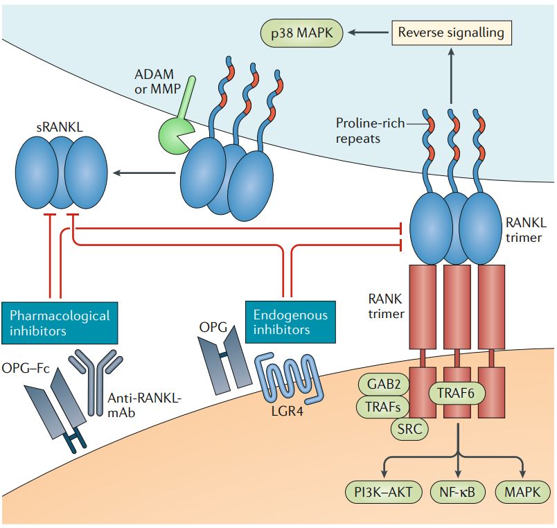 Figure 1. RanKl–RanK interaction and its inhibitors. (Ahern, E., et al. 2018)