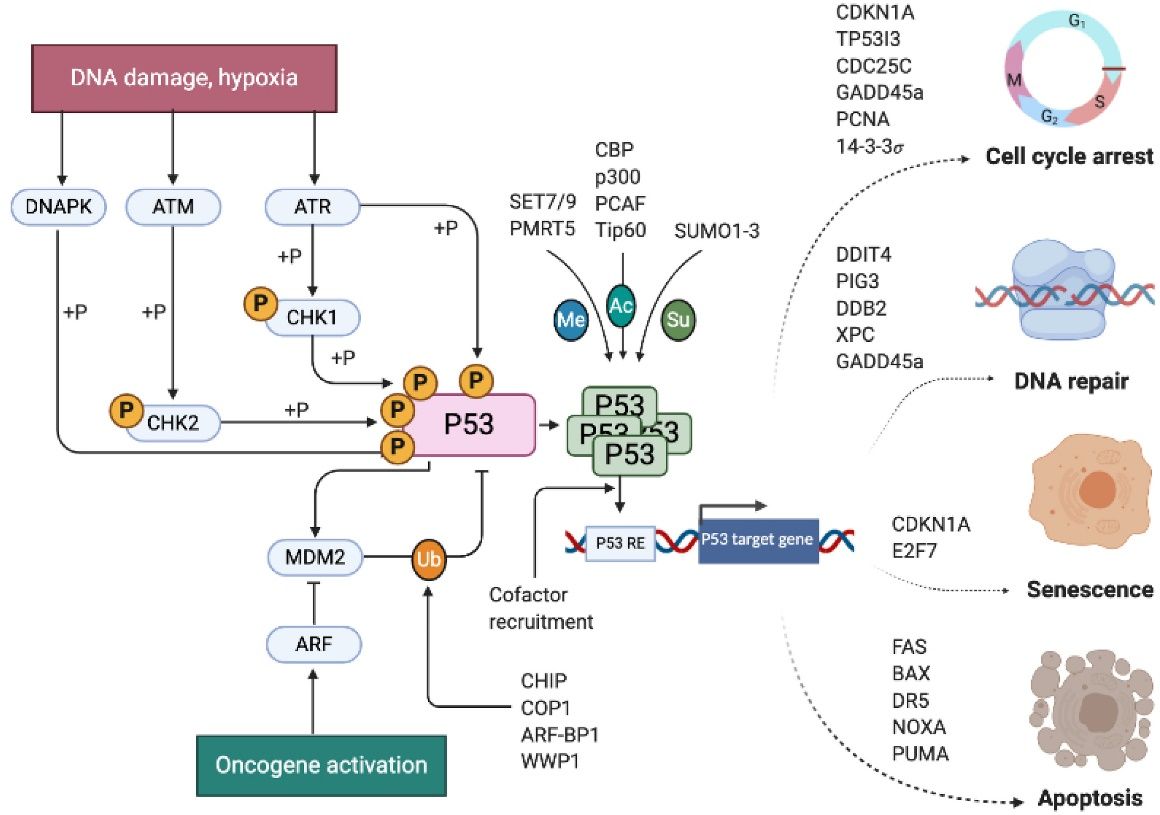 Figure 1. Overview of p53 activation, regulation, and transcriptional cellular response output. (Borrero L J H, et al., 2021)