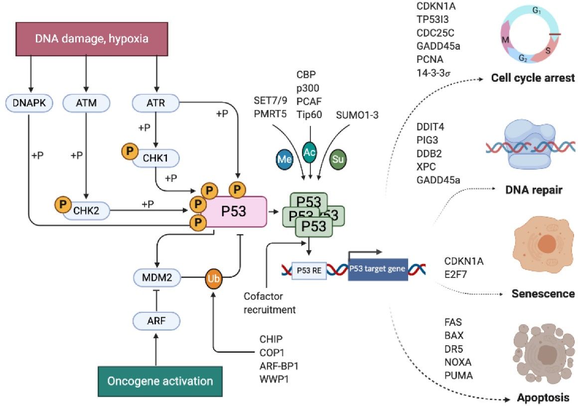 Figure 1. Overview of p53 activation, regulation, and transcriptional cellular response output. (Borrero L J H, et al., 2021)