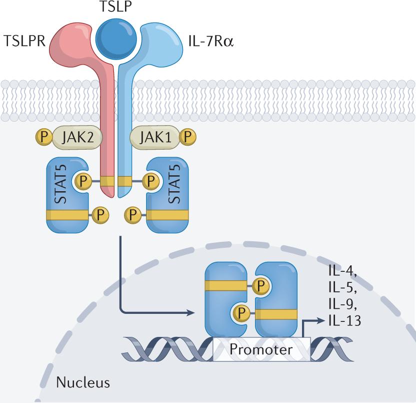 Figure 1. Mechanisms of thymic stromal lymphopoietin-induced signaling. (Ebina-Shibuya R, et al., 2023)