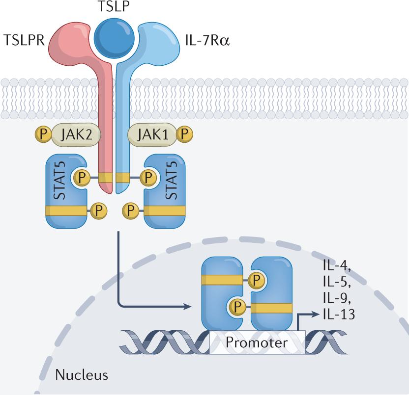 Figure 1. Mechanisms of thymic stromal lymphopoietin-induced signaling. (Ebina-Shibuya R, et al., 2023)