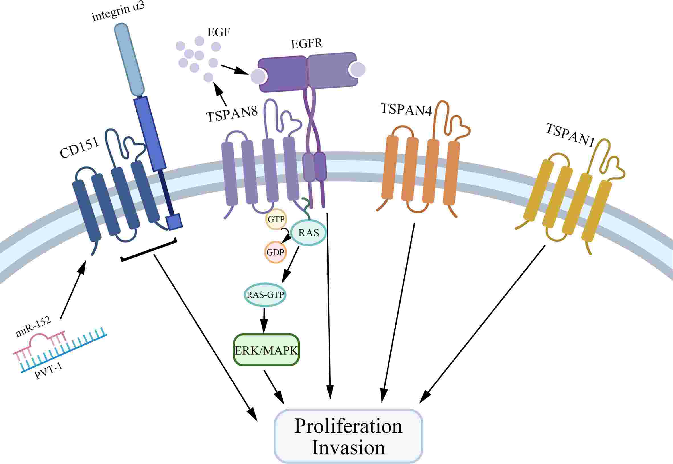 Tetraspanins that promote gastric cancer cell proliferation and invasion. (Deng, Y., et al. 2021)