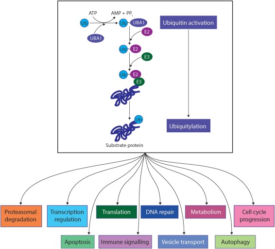 Figure 1. UBA1 biological functions. (Lambert-Smith I A, et al., 2020)