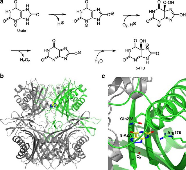 Figure 1. Urate oxidase (UOX). (Fetzner S, et al., 2010)