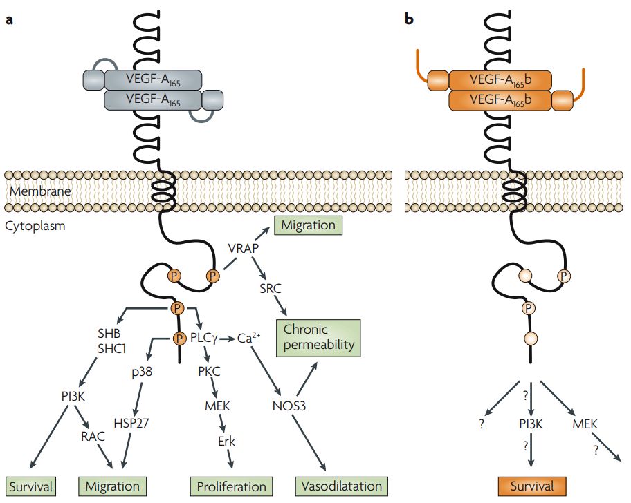 Signalling pathways downstream of vascular endothelial growth factor (VEGF-A)xxx and VEGF-Axxxb. (Harper, S., et al. 2008)