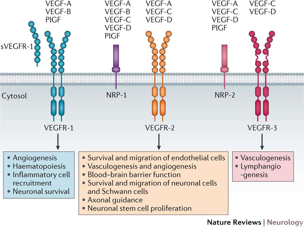 Figure 1. The VEGF family of growth factors. (Lange C, et al., 2016)