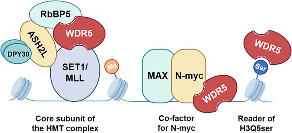 Figure 1. Schematic illustration of WDR5 function in neuroblastoma tumorigenesis. (Han Q, et al., 2023)