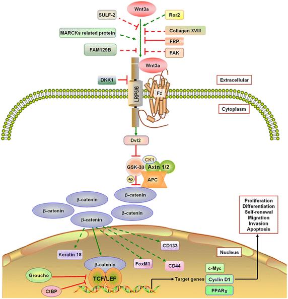 Figure 1. The canonical Wnt3a pathway. (He S, et al., 2015)