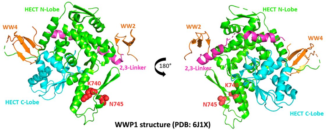 Crystal structure of WWP1 with the autoinhibitory 2,3-linker. (Jiang, H., et al. 2021)