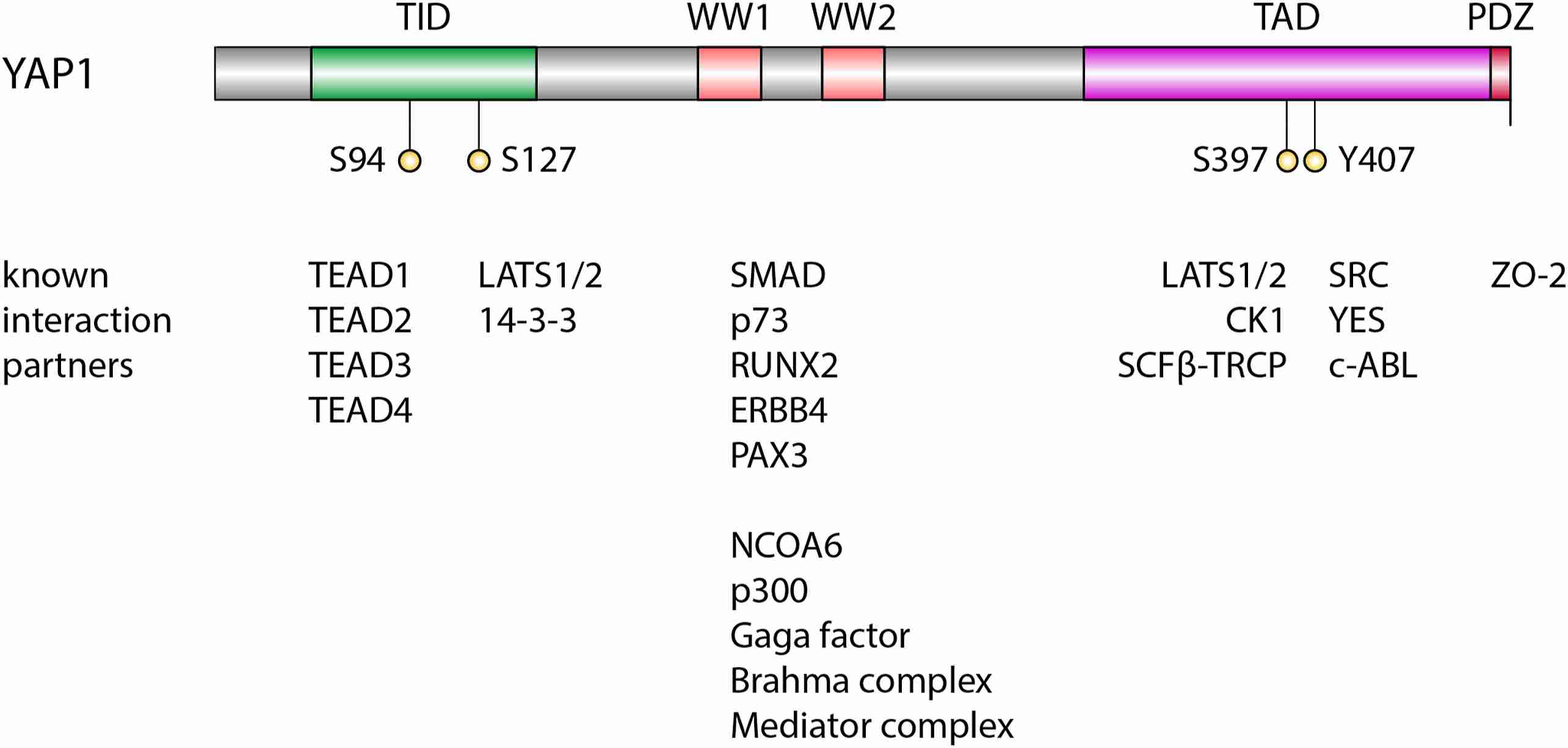 Overview YAP1 protein domains and interaction partners. (Szulzewsky, F., et al. 2021)