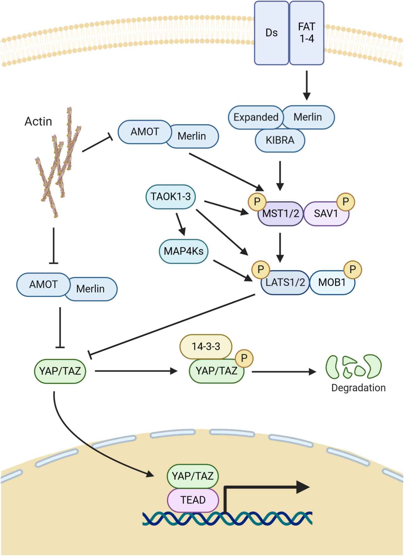 Hippo Core kinases and resulting regulation of YAP1. (Szulzewsky, F., et al. 2021)