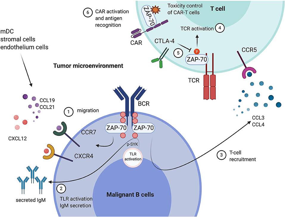 Figure 1. Tumor ZAP-70 expression modulates the tumor- and immune microenvironment. (Chen J, et al., 2020)