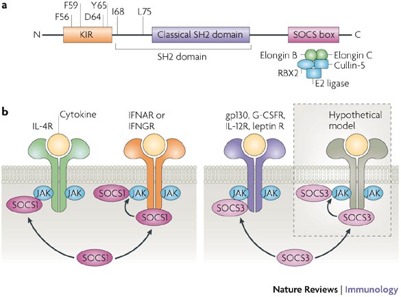 Cytokines inhibited by SOCS and cytokines that induce SOCS expression.