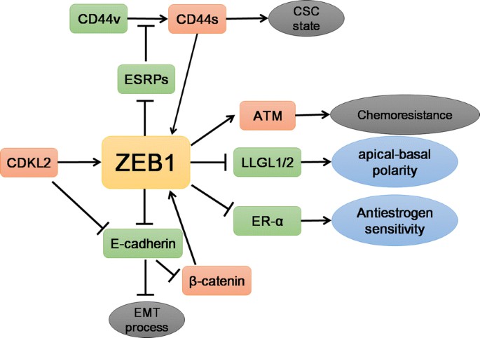 Fig1. The main targets of ZEB1 and the processes involved in breast cancers. (Hua-Tao Wu, et al. 2020)