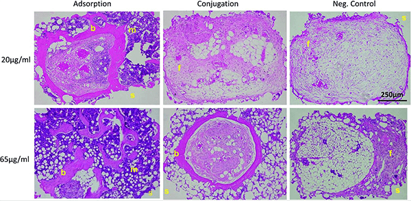 Fig4. Hematoxylin and eosin images of PCL/BMP2 scaffold pores