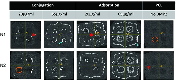 Fig3. Conjugation produced bone that closely followed PCL surface geometry