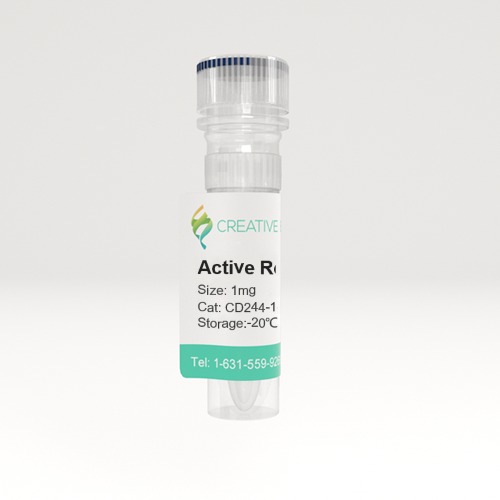 Biotinylated Human 2B4, Fc Tag, Avi Tag on SDS-PAGE under reducing (R) and no-reducing (NR) conditions. The gel was stained overnight with Coomassie Blue. The purity of the protein is greater than 95%.