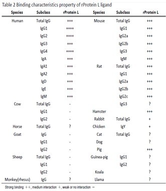 Protein L Agarose High Flow Resin,Protein L Agarose High Flow Resin