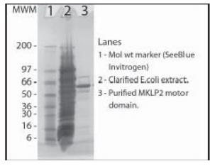 4-20% SDS-PAGE gradient gel
