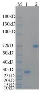 1. NF2-001H <br />2. BSA