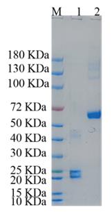 1. RAP1A-2584H <br />2. BSA