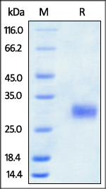 The purity of Human ROR1 (39-151, Ig-like domain), His Tag was determined by SDS-PAGE under reducing (R) condition and staining overnight with Coomassie Blue.
