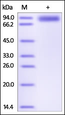 Human ROR1, Fc Tag on SDS-PAGE under reducing (R) condition. The gel was stained overnight with Coomassie Blue. The purity of the protein is greater than 95%.