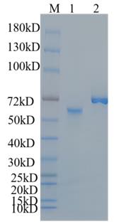 1. TRAF2-01H <br />2. BSA