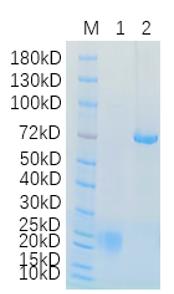1. XCL1-01H <br />2. BSA