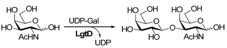 LgtD,Recombinant ?21,3-Galactosyltransferase