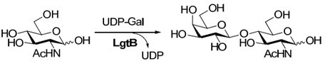 LgtB,Recombinant ?21,4-Galactosyltransferase