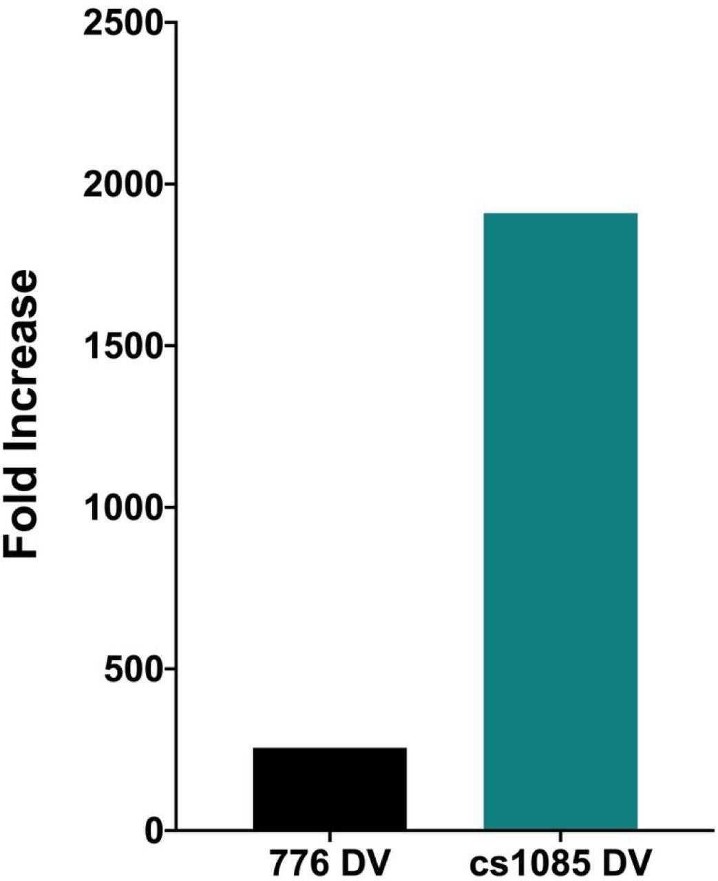 Similar amounts of chromatin from disrupted virions prepared from SV40 wild type and the mutant cs1085 virus were incubated in parallel with HIS-tagged SP1. Bound chromatin was separated from unbound chromatin and purified on Ni magnetic beads. The DNA present in the bound chromatin was purified and amplified by real-time qPCR using primers recognizing the enhancer region of the SV40 DNA. The results are displayed as the fold increase in binding in the presence of HIS-tagged SPI compared to a parallel sample treated the same without HIS-tagged SP1 being present. For each type of SV40 chromatin, at least four biological replicates were averaged to generate the graphs in the figure.