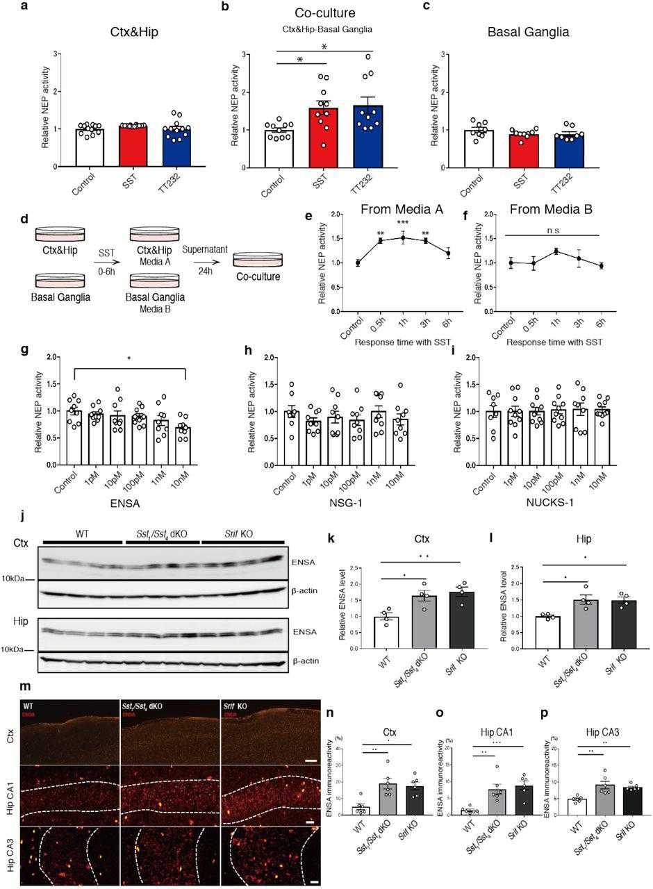 a-c, NEP activity after treatment of co-cultured cells with 1 μM somatostatin or TT232 for 24 hours. Cortical/hippocampal (Ctx&Hip) neurons (n = 12 wells per treatment), co-cultured neurons (n = 10 wells per treatment), and basal ganglia neurons (n = 8 or 9 wells per treatment) were used. d-f, NEP activity in co-cultured neurons after the replacement of the culture medium with conditioned media from Ctx&Hip and basal ganglia neurons treated with 1 μM somatostatin for 0-6 hours. n = 6-10 wells per treatment in co-cultured neurons. g-i, NEP activity in co-cultured neurons after incubation with ENSA, NSG-1 and NUCKS-1 recombinant proteins for 24 hours. n = 8-10 wells per treatment in co-cultured neurons. j-l, Immunoblotting of ENSA in 3-month-old WT, Sst 1 /Sst 4 dKO and Srif KO mice (n = 4 for each group). Values indicated in the graph show ENSA band intensities normalized to that of β-actin. m-p, Immunostaining of ENSA in the cortices and hippocampal CA1 and CA3 regions from 3-month-old WT, Sst 1 /Sst 4 dKO, and Srif KO mice (n = 6 for each group). Data represent the mean ±SEM. *P <0.05, **P <0.01, ***P <0.001 (one-way ANOVA with Dunnett’s post-hoc test).