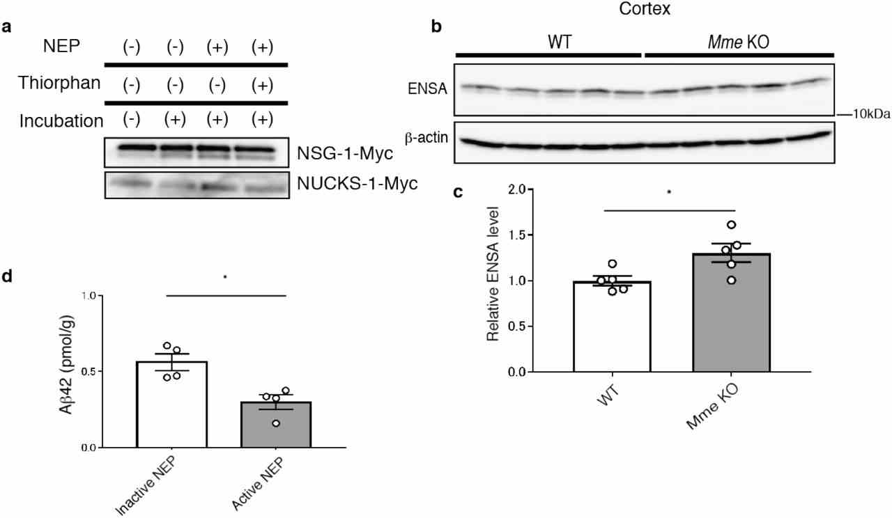 a, Immunoblotting of NSG-1 or NUCKS-1 incubated with or without NEP and thiorphan for 24 hours at 37°C. The specific band is detected by Myc-tag antibody. b, Immunoblotting of ENSA in cortices from 6-month-old WT and Mme KO mice. Values indicated in the graph show the intensity of ENSA bands normalized to that of β-actin (n = 5 for each group). c, Aβ 42 ELISA of Tris-HCl-buffered saline-soluble fractions containing 1% Triton-X from hippocampi of WT mice after overexpression of active or inactive mutant NEP by the SFV gene expression system (n = 4 for each group). Results are expressed as the mean ±SEM. *P <0.05 (Student’s t -test).