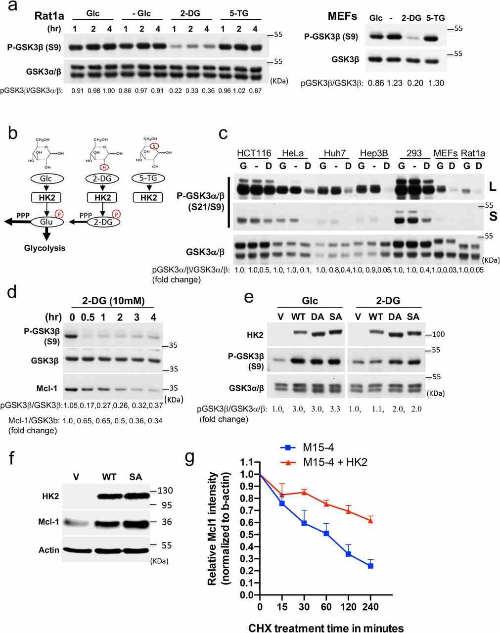 a. Rat1a cells or MEFs were incubated in glucose free medium in the absence (-) or presence of 10mM glucose (Glc), 2-DG or 5-TG. Immunoblots showing GSK3 β phosphorylation, at the indicated time points after incubation. b. Schematic depicting the structures of glucose (Glc), 2-DG, and 5-TG and their utilization by HK inside cells. Similar to Glc, 2-DG can be phosphorylated by HK2 but cannot be further metabolized except in the first step of the pentose phosphate pathway (PPP). 5-TG cannot be phosphorylated by HK2 c. Cells were incubated in the presence of glucose (G), absence of glucose (-) or presence of 2-DG (D) for 2 hr. An immunoblot image shows the phosphorylation of GSK3 α and GSK3 β . d. Rat1a cells were incubated in glucose-free medium in the presence of 10 mM 2-DG for the indicated durations. Cells were then harvested for immunoblotting to determine GSK3 β phosphorylation and MCL1 levels. e. MI5-4 CHO cells expressing either wild-type (WT) HK2, individual kinase-dead HK2 mutants (DA, SA) or empty vector (V) were incubated in glucose-free medium in the presence of 10 mM glucose (G) or 2-DG (D). After 2 hr, cells were harvested and analyzed for immunoblotting. f. The level of the Mcl-1 protein after expression of WT or kinase-dead SA mutant HK2 in M15- 4 CHO cells. g. Protein stability of MCL-1 in M15-4 CHO cells and M15-4 CHO cells expressing WT HK2 as measured after exposure to cycloheximide (CHX). Plot showing MCL1 protein half-life after quantification relative to b-actin in 3 independent experiments.