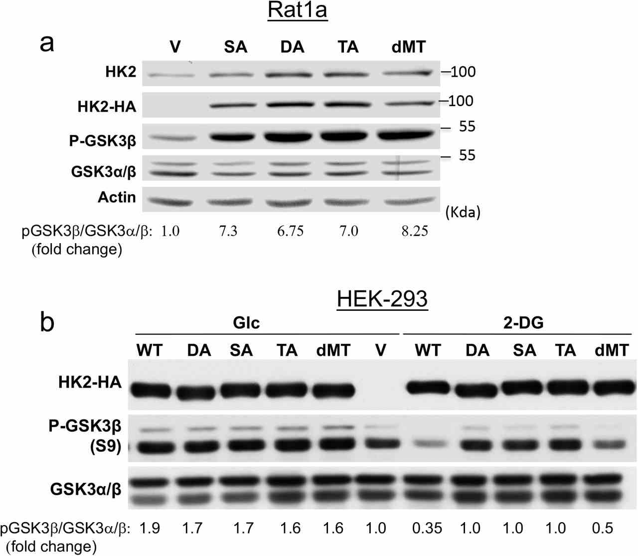 a. The effect of WT HK2 and HK2 mutants overexpression on GSK3β phosphorylation in Rat1a cells. b. The effect of 2-DG on GSK3β phosphorylation mediated by either WT HK2 or HK2 mutants in HEK293 cells.