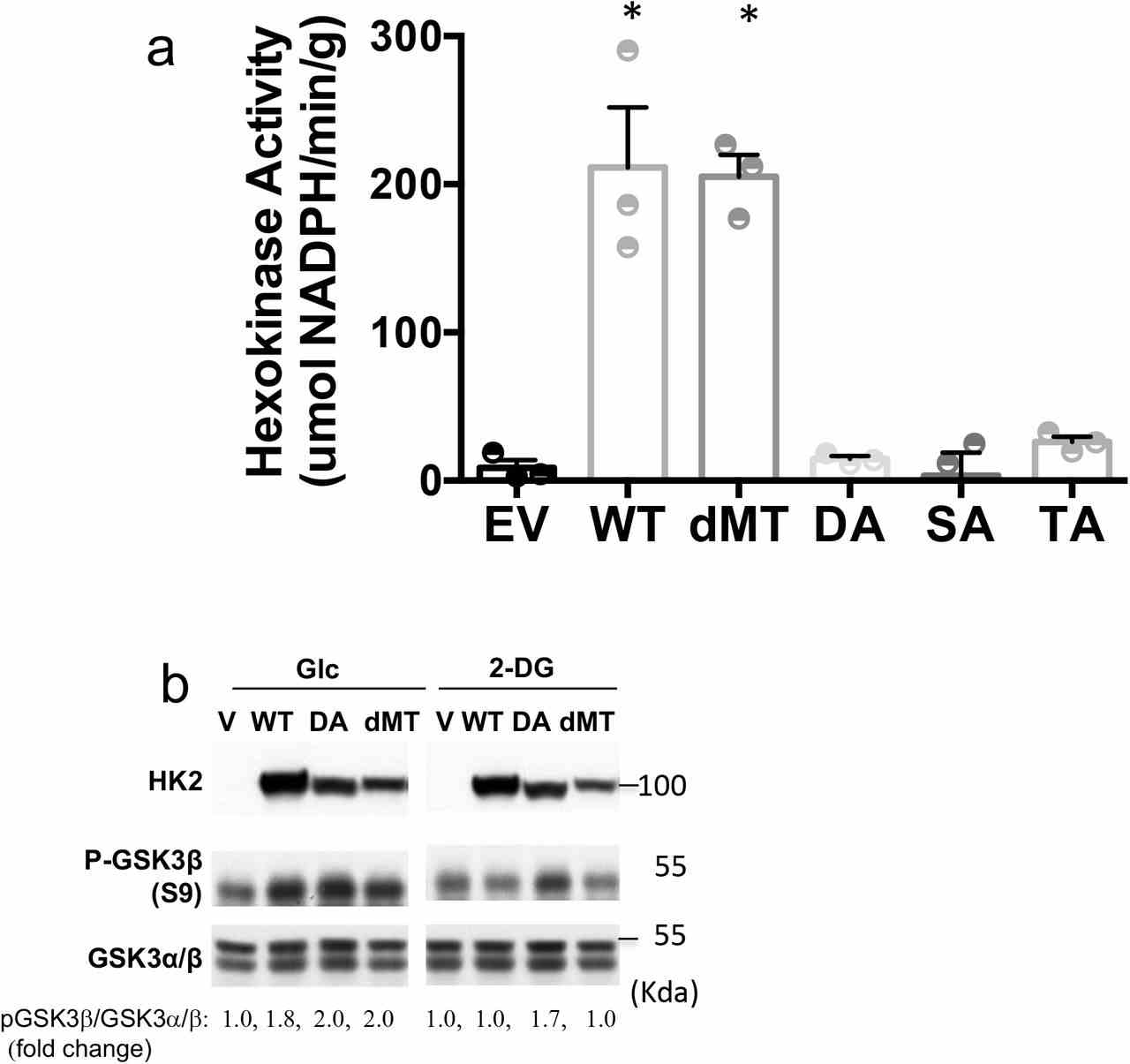a. Hexokinase activity in M15-4 CHO cells expressing empty vector (EV), WT HK2 or HK2 mutants. Results are the mean ± SEM of 3 independent experiments in triplicate. *p<0.05, all 2-sided t- test vs. EV. b. MI5-4 CHO cells expressing either wild type (WT), kinase-dead HK2 mutant (DA), mitochondrial binding deficient mutant (dMT) or empty vector (V) were incubated in glucose free medium in the presence of 10mM glucose (G) or 2-DG (D). After 2hr, cells were harvested and analyzed by immunoblotting.