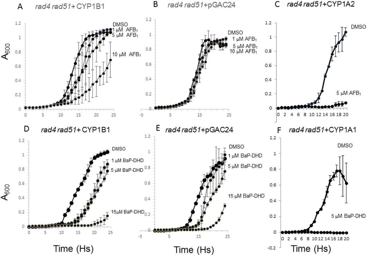 Growth curves of the DNA repair rad4 rad51 mutant expressing CYP1B1, CYP1A2, CYP1A1 or no CYP (pGAC-24) after exposure to AFB 1 or BaP-DHD. Approximately 10 5 cells were inoculated in each well in a 96-well plate platform; yeast growth in each well was monitored in a Tecan Plate reader and over a period of twenty-four hours. Absorbance (A 600 ) is plotted against time (h). The first row is growth curves of cells expressing CYP1B1 (A), no CYP (pGAC-24, B), or CYP1A2 (C) after exposure DMSO or indicated doses of AFB 1 . The second row is growth curves of cells expressing CYP1B1 (D), no CYP (pGAC-24, E), or CYP1A1 (F) exposure DMSO or indicated doses of BaP-DHD. Error bars are standard deviations of two biological duplicates. The complete genotype of the rad4 rad51 mutant is described in .
