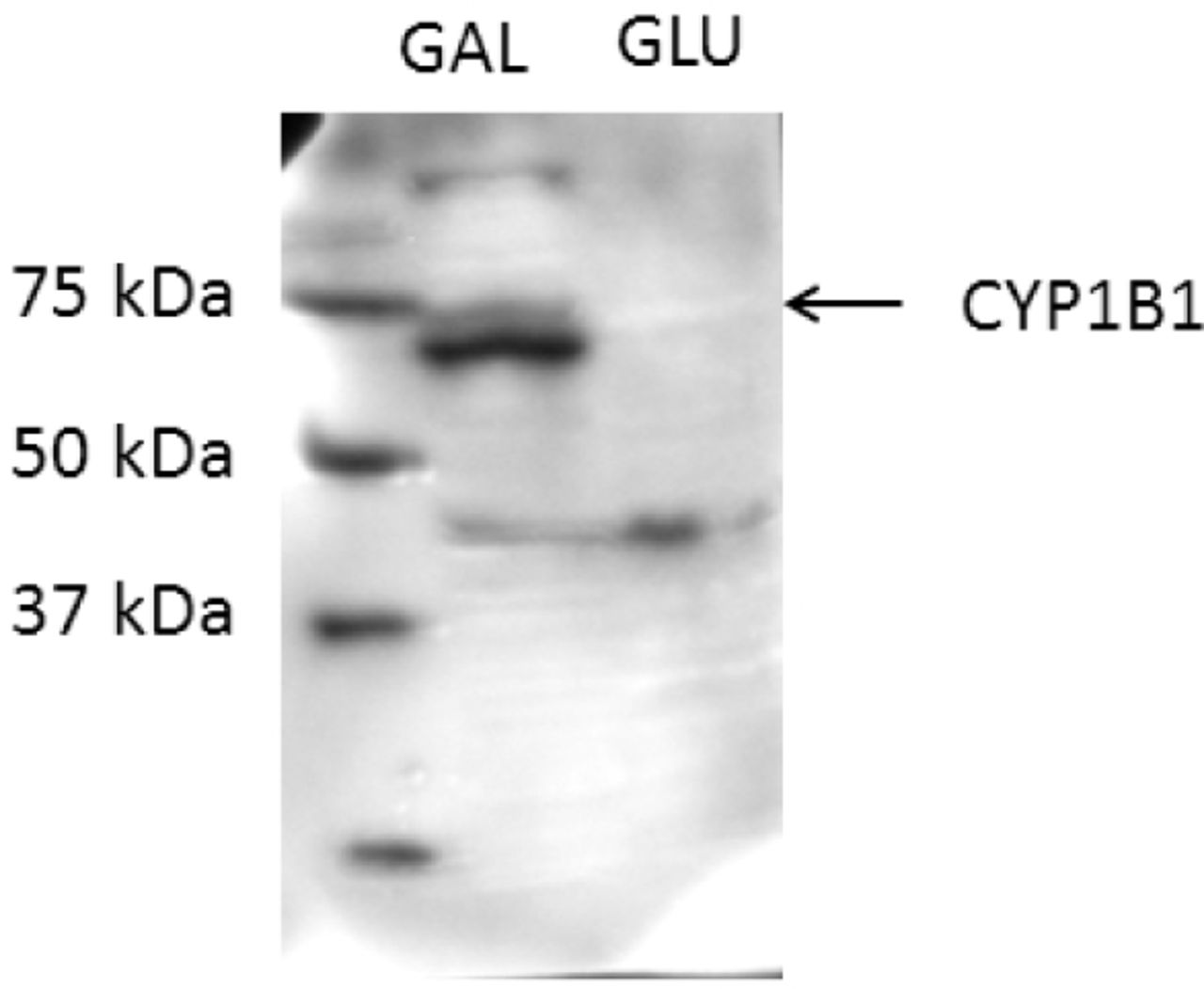 Western blot of cell lysate obtained from cells expressing an inducible CYP1B1. Cells were grown in YP-GAL. The molecular weight markers are shown in the first lane and the protein is shown in the second lane. A band of approximately 58 kDa was detected, as indicated by the arrow.