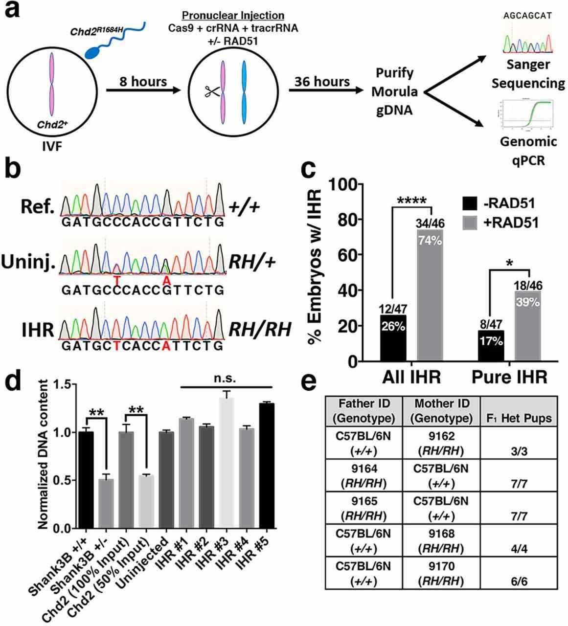 a, Schematic of strategy for testing RAD51-enhanced IHR. Wildtype C57BL/6N eggs were fertilized in vitro by sperm collected from male Chd2 R1684H/R1684H mice and cultured for 8 hours. At 8hpf, PNI was performed with Cas9 protein, crRNA, and tracrRNA with or without RAD51 protein. Since R1684H mutants carry a mutation in the PAM associated with the crRNA utilized in these experiments, Cas9 is only capable of cutting the maternal allele. Injected embryos were then cultured for 48 hours and collected at morula stage. Half of the purified DNA was used for nested PCR and Sanger sequencing and the other half was used for multiplex PCR and subsequent qPCR to analyze genomic copy number at the Chd2 editing locus. b, Representative chromatograms showing the wildtype reference sequence (Ref., top), an uninjected Chd2 R1684H/+ embryo generated by IVF (Uninj., middle), and a pure Chd2 R1684H/R1684H homozygous mutant (IHR, bottom) generated via donor-free, RAD51-enhanced three-component CRISPR. c, Quantification of Sanger sequencing results from IVF-derived embryos co-injected with or without RAD51. ‘All IHR’ includes mosaic embryos and was determined by identifying embryos with >2:1 ratio of R1684H-to-wildtype alleles (one-tailed chi-square test, p<0.0001). Pure IHR refers to embryos without mosaicism (p=0.018, one-tailed chi-square test). d, Genomic qPCR targeting Shank3B using 180pg genomic DNA from wildtype and Shank3B +/- mice as a control for copy-number sensitivity (lanes 1-2, p=0.00295, unpaired t-test, t=6.47, df=4, n =3 technical replicates per sample, error bars=SEM). Lanes 3-4 illustrate genomic qPCR for the Chd2 R1684H locus using 100% and 50% input of DNA derived from wildtype blastocysts for Chd2 quantification (but 100% input for Gapdh ) as a control for copy-number sensitivity at the locus (p=0.0099, unpaired t-test, t=5.355, df=3.302, n =4 technical replicates per condition, error bars=SEM). Lanes 5-10 illustrate genomic qPCR for the Chd2 R1684H locus using DNA from an uninjected embryo and 5 randomly selected pure homozygous Chd2 R1684H embryos (p>0.05, unpaired t-test, t=4.60, df=6, n=4 technical replicates per sample, error bars=SEM) . e, F 1 genotyping results of litters derived from crosses between wildtype C57BL/6N mice and 5 pure Chd2 R1684H/R1684H F 0 animals generated by IVF with RAD51.