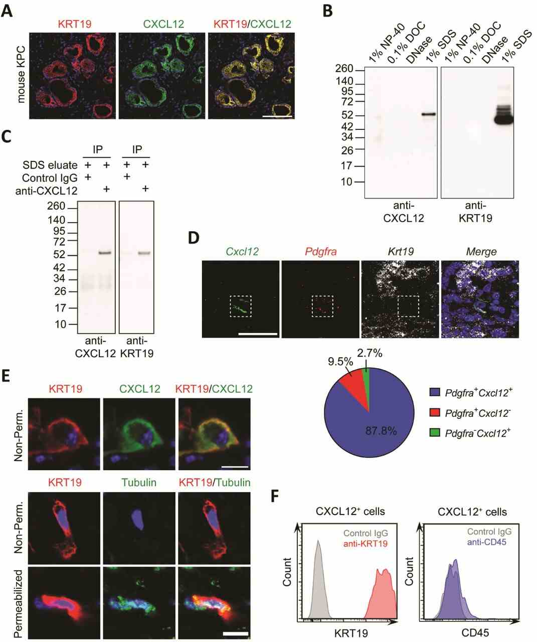 ( A ) A frozen section of mouse autochthonous KPC tumor was stained with fluorescent antibodies to KRT19 and CXCL12. Scale bar, 100 μm. ( B ) Sequential detergent eluates of a mouse subcutaneous PDA were subjected to SDS-PAGE and immunoblotting with anti-KRT19 or anti-CXCL12 antibody. ( C ) The proteins that were immunoprecipitated by control IgG or anti-CXCL12 antibody from the SDS-eluate of a mouse subcutaneous PDA were subjected to SDS-PAGE and immunoblotting with anti-CXCL12 or anti-KRT19 antibodies. ( D ) The mRNAs of Cxcl12, Pdgfra (indicating CAFs) and Krt19 (PDA cells) were detected by RNA fluorescent in situ hybridization (FISH) in sections of a mouse subcutaneous PDA. The pie chart shows relative proportions of the cells that are Pdgfra + , or Cxcl12 + or double positive. Scale bar, 50 μm. ( E ) 30 μm-thick sections of a mouse subcutaneous PDA were permeabilized with Triton X-100, or not, were stained with fluorescent antibodies to KRT19, CXCL12, and tubulin. Scale bars, 10 μm. ( F ) Intact, DAPI-excluding dissociated cells from a mouse subcutaneous PDA tumor that had been stained with fluorescent antibodies to CXCL12, KRT19 and CD45, were assessed by flow cytometry.