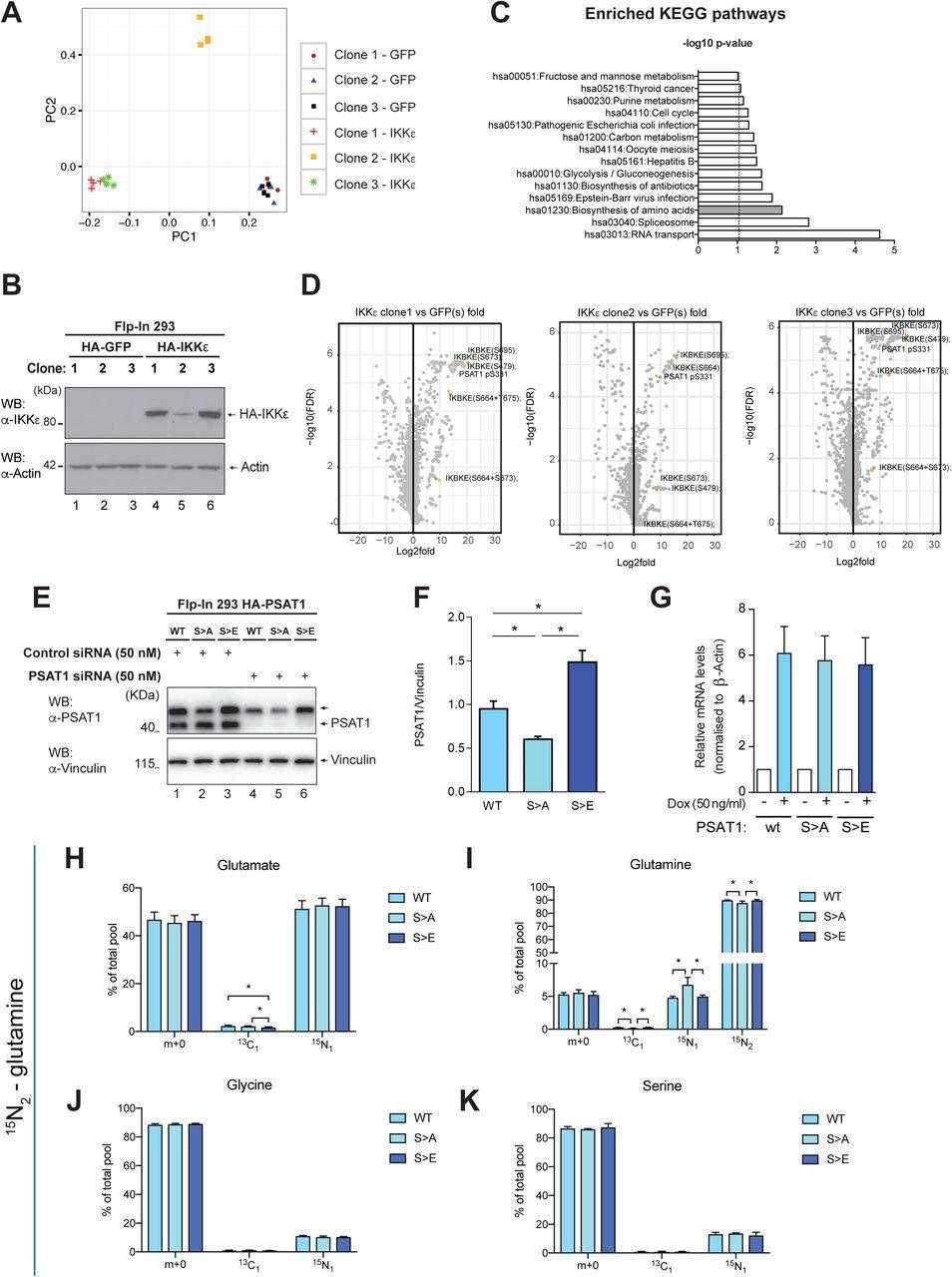 (A) Principal component analysis of differentially phosphorylated substrates in three independent single cell clones of Flp-In 293 HA-GFP or Flp-In 293 HA-IKKε cells treated with doxycycline (100 ng/ml, 16 hours). The phosphoproteomes in the three clones were analysed by mass spectrometry as described in material and methods. (B) Level of IKKε in three independent single cell clones of Flp-In 293 HA-GFP or Flp-In 293 HA-IKKε cells following treatment with doxycycline (100 ng/ml, 16 hours). (C) Pathway enrichment analysis of phosphoproteomic data identifying modification of proteins in key metabolic and signalling pathways as a result of IKKε expression. Enriched pathways from differentially phosphorylated substrates were determined using the David pathway enrichment analysis tool (see material and methods). (D) Volcano plot representation of statistically significant differentially phosphorylated substrates in indicated Flp-In 293 HA-IKKε expressing clones relative to HA-GFP expressing controls (n=4 independent replicates). P values were calculated by unpaired Student’s t-test of log transformed normalised phosphopeptide intensity values (peak areas of extracted ion chromatograms). Highlighted dots represent IKKε auto-phosphorylation sites indicative of kinase activity, and PSAT1 S331 phosphosite. (E) Level of endogenous PSAT1 and HA-tagged wild-type (WT) or mutant (S>A, S>E) PSAT1 in Flp-In 293 HA-PSAT1 wt, Flp-In 293 HA-PSAT1 S>A and Flp-In 293 HA-PSAT1 S>E cells treated with doxycycline (50 ng/ml, 16 hours). Endogenous PSAT1 was silenced in indicated samples prior to doxycycline treatment. (F) Levels of HA-tagged PSAT1 variants in endogenous PSAT1 -silenced Flp-In 293 HA-PSAT1 wt, Flp-In 293 HA-PSAT1 S>A and Flp-In 293 HA-PSAT1 S>E cells treated with doxycycline (50 ng/ml, 16 hours). Densitometry analysis quantified single sample density as a percentage of total blot densitometry prior to vinculin normalisation (n=9, mean ± SEM, *p<0.05, one-way ANOVA with Bonferroni post-hoc tests). (G) Quantitative Real-Time PCR (qRT-PCR) analysis of PSAT1 mRNA level in Flp-In 293 HA-PSAT1 wt, Flp-In 293 HA-PSAT1 S>A and Flp-In 293 HA-PSAT1 S>E cells treated with doxycycline (50 ng/ml, 16 hours). Data are expressed as relative to levels in non-treated cells and normalised to β-Actin (n=4, mean ± SEM) (H-K) 15 N 2 -glutamine flux analysis of endogenous PSAT1 -silenced Flp-In 293 HA-PSAT1 wt, Flp-In 293 HA-PSAT1 S>A and Flp-In 293 HA-PSAT1 S>E cells treated with doxycycline (50 ng/ml, 16 hours). Fractional enrichment of (H) glutamate, (I) glutamine, (J) glycine and (K) serine 15 N-isotopologues. m+1 shows the naturally occurring 13 C isotopologue (n=10). Data Information: In (E) and (H-K), endogenous PSAT1 was silenced by transfection with a pool of 3 siRNA oligos targeting the non-coding sequence of PSAT1 mRNA. In (H-K), data are presented as mean ± SD, *p<0.05 (one-way ANOVA with Bonferroni post-hoc tests).