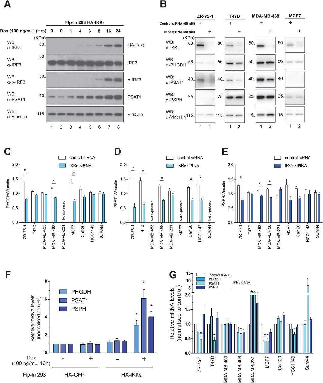 (A) Levels of IKKε, IRF3, phosphorylated IRF3 (S396) and PSAT1 in Flp-In 293 HA-IKKε cells treated with doxycycline (100 ng/ml) for the indicated number of hours. (B) Levels of IKKε, PHGDH, PSAT1 and PSPH in IKBKE -silenced ZR-75-1, T47D, MDA-MB-468 and MCF7 breast cancer cell lines. (C-E) Levels of the SBP enzymes in a panel of IKBKE -silenced breast cancer cell lines. (C) PHGDH, (D) PSAT1 and (E) PSPH level normalised to Vinculin. Densitometry analysis quantified single sample density as a percentage of total blot density per cell line prior to vinculin normalisation (n≥3, mean ± SEM, *p<0.05, two-tailed Student’s t-test). (F) qRT-PCR analysis of PHGDH, PSAT1 and PSPH mRNA levels in Flp-In 293 HA-GFP or Flp-In 293 HA-IKKε cells treated with doxycycline (100 ng/ml, 16 hours). Data are expressed as relative to levels in non-treated Flp-In 293 HA-GFP cells and normalised to β-Actin (n=4, mean ± SEM, *p<0.05, two-way ANOVA with Bonferroni post-hoc tests) (G) qRT-PCR analysis of PHGDH, PSAT1 and PSPH mRNA levels in a panel of IKBKE -silenced breast cancer cell lines. Data are expressed as relative to levels in a non-silenced control of each cell line and normalised to β-Actin (n≥3, mean ± SEM, *p < 0.05, as measured by one sample t-test).