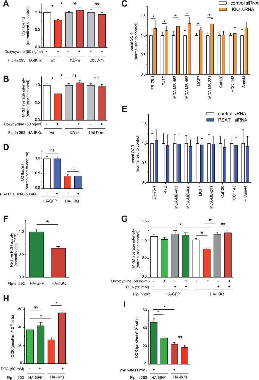 (A) Basal oxygen consumption in Flp-In 293 HA-IKKε wt, Flp-In 293 HA-IKKε KD-m and Flp-In 293 HA-IKKε UbLD-m cells following treatment with doxycycline (16 hours), measured using Oroboros high resolution respirometry. Data are normalised to non-treated control cells. (B) Average TMRM staining intensity in Flp-In 293 HA-IKKε wt, Flp-In 293 HA-IKKε KD-m and Flp-In 293 HA-IKKε UbLD-m expressing cells induced by doxycycline (16 hours). Data are normalised to non-treated controls cells. (C) Basal mitochondrial oxygen consumption rate (OCR) in a panel of IKBKE -silenced breast cancer cell lines, transfected with a pool of 4 targeting siRNA oligos, measured using Seahorse XF96 analysis (n ≥ 3, mean ± SEM, *p < 0.05, paired). (D) Basal oxygen consumption in PSAT1- silenced Flp-In 293 HA-GFP or Flp-In 293 HA-IKKε cells treated with doxycycline (16 hours). Cells were transfected with a pool of 4 targeting siRNA oligos. Measured using Oroboros high resolution respirometry. Data are normalised to non-treated Flp-In 293 HA-GFP control cells. (E) Basal OCR in a panel of PSAT1- silenced breast cancer cell lines, transfected with a pool of 4 targeting siRNA oligos, measured using Seahorse XF96 analysis. (n=3, mean ± SEM). (F) Relative pyruvate dehydrogenase (PDH) activity in Flp-In 293 HA-GFP or Flp-In 293 HA-IKKε cells treated with doxycycline (50 ng/ml, 16 hours) (n=3, mean ± SEM, *p < 0.05 by Student’s t-test). (G) Average TMRM staining intensity in Flp-In 293 HA-GFP or Flp-In 293 HA-IKKε cells treated with doxycycline and DCA (both for 16 hours). Data are normalised to non-treated Flp-In 293 HA-IKKε cells (n=3, mean ± SEM, *p < 0.05 as measured by two-way ANOVA with Bonferroni post hoc test). (H) Basal OCR in Flp-In 293 HA-GFP or Flp-In 293 HA-IKKε cells treated with doxycycline (50 ng/ml) in combination with dichloroacetate (DCA) for 16 hours, measured using Oroboros high resolution respirometry (n=8). (I) Basal OCR in Flp-In 293 HA-GFP or Flp-In 293 HA-IKKε cells treated with doxycycline (50 ng/ml) in combination with pyruvate deprivation for 16 hours, measured using Oroboros high resolution respirometry (n=8) Data Information: All data are n≥3 and presented as mean ± SEM, *p<0.05. In (A-D, H, I), data were normalised to total sample protein concentration. In (A, B) two-way ANOVA, in (G, H) one-way ANOVA with Fischer’s LSD post-hoc tests, in (C, E, F) two tailed paired Student’s t-tests for each cell line (C, E), and in (D, I) one-way ANOVA with Tukey’s multiple comparison tests were applied.
