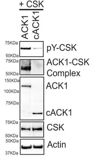 ACK1-782H-1.jpg