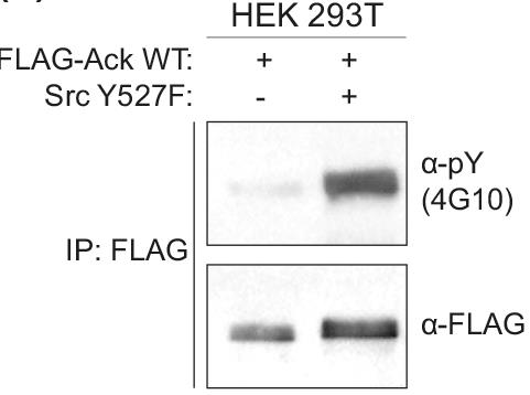 ACK1-782H-3.jpg
